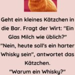 Geht ein kleines Kätzchen in die Bar