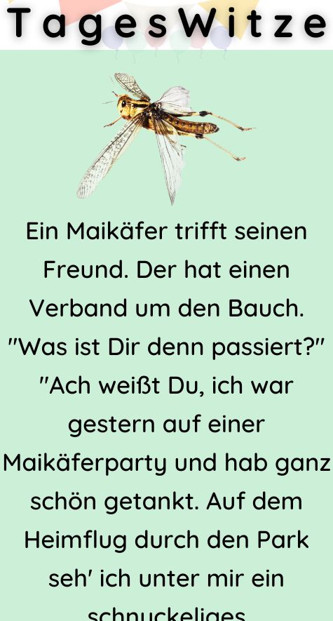 Ein Maikäfer trifft seinen Freund