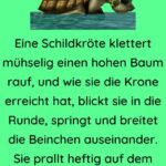 Eine Schildkröte klettert mühselig