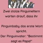 Zwei stolze Pinguineltern warten