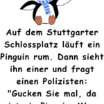 Auf dem Stuttgarter Schlossplatz läuft ein Pinguin rum